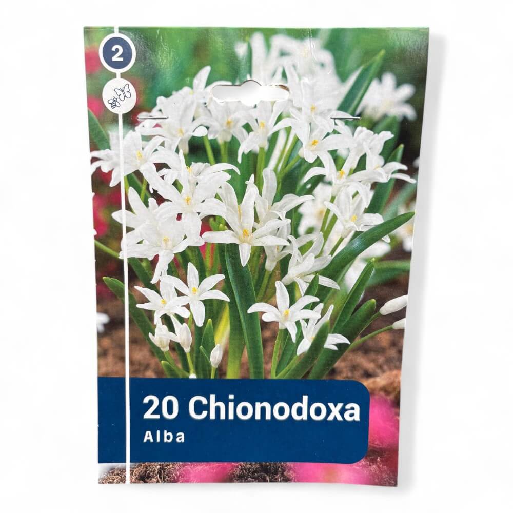 Snepryd, Chionodoxa Luciliae Alba 5/+