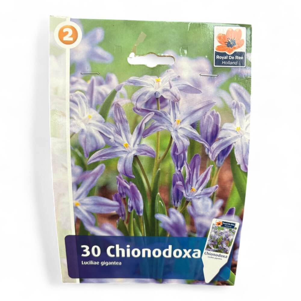 Vinterpragtstjerne, Chionodoxa Luciliae Blue 5/+