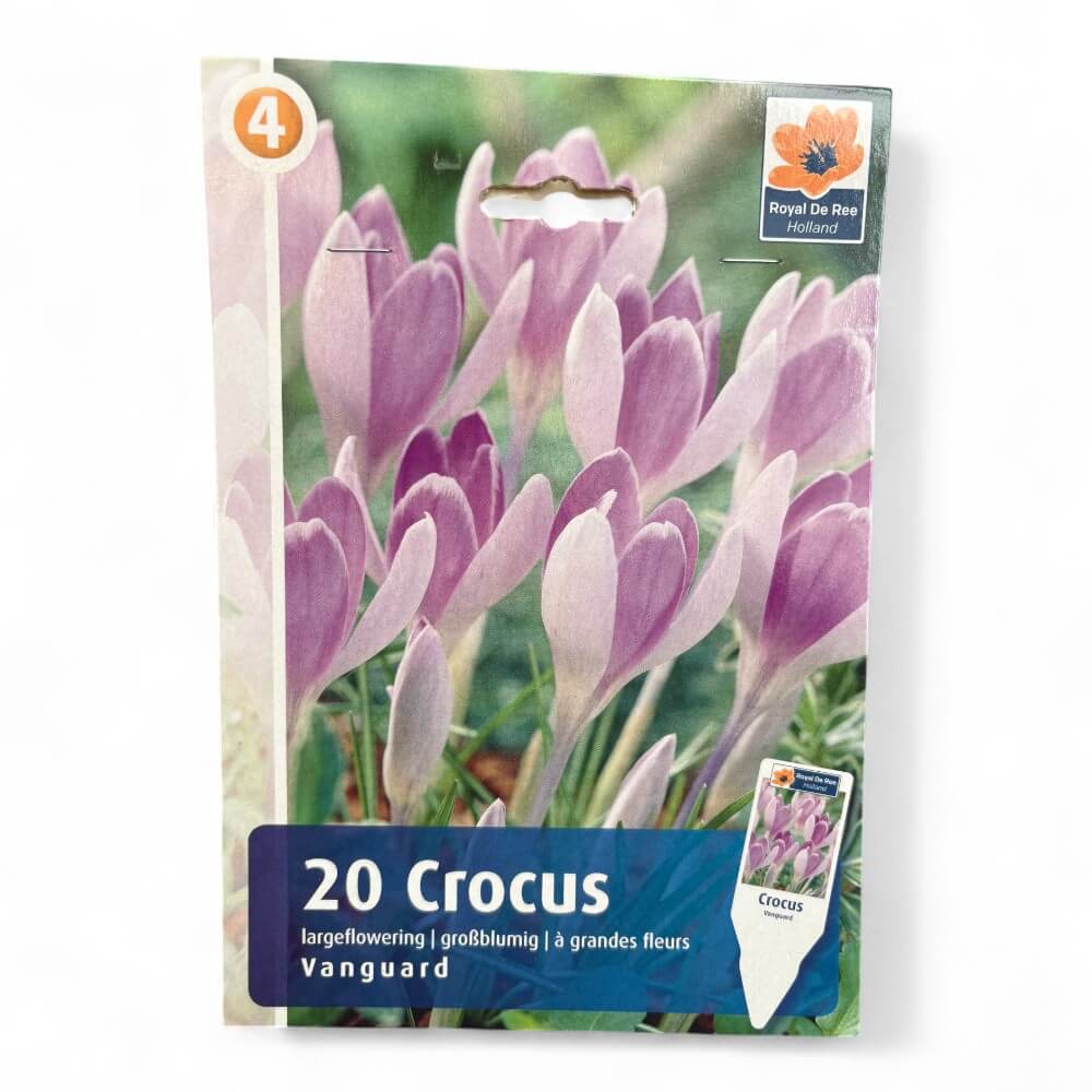 Krokus, CROCUS LARGEFLOWERING Vanguard 8/9
