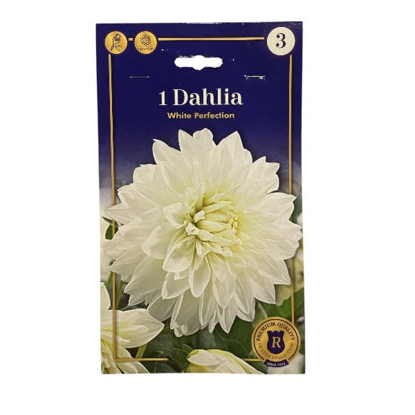 Dahlia Dec. White Perfection - dahliaknolde til haven.