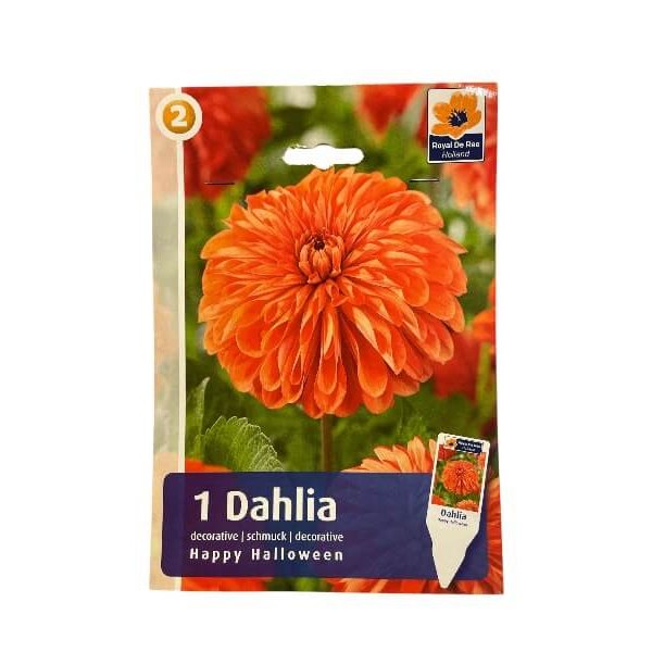 Dahlia Decorative Happy Halloween, dahliaknolde til haveplantning.