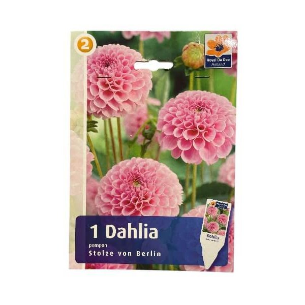 Dahlia knolde til haven, модель Stolze von Berlin.