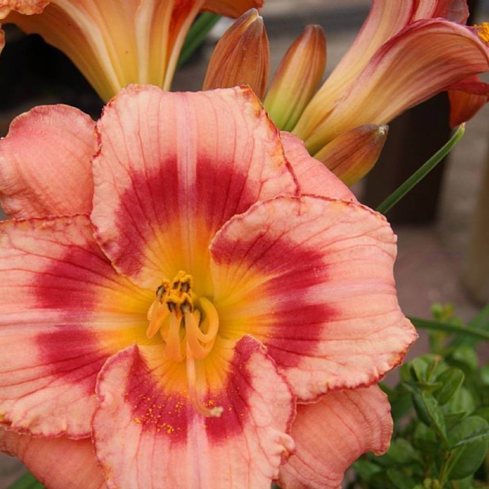 Daglilje, HEMEROCALLIS h. Strawberry Candy - 2 L Potte