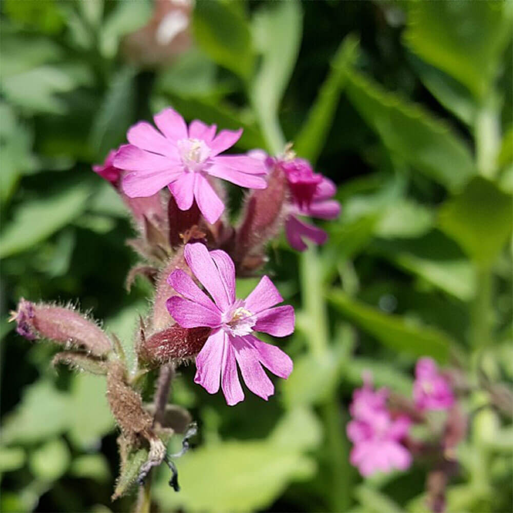 Dagpragtstjerne 'Silene dioica' – 1 L potte