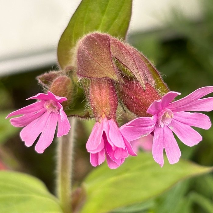 SILENE dioica 1 L