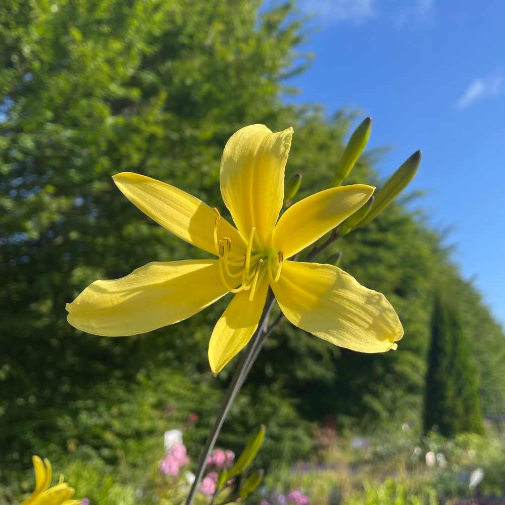Dagslilje, HEMEROCALLIS ´citrina´ - 1L potte