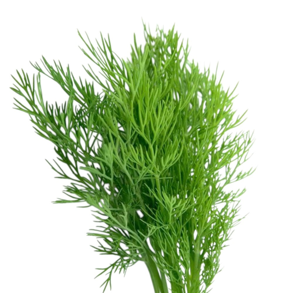 Dild, Anethum graveolens i 12 cm potte.