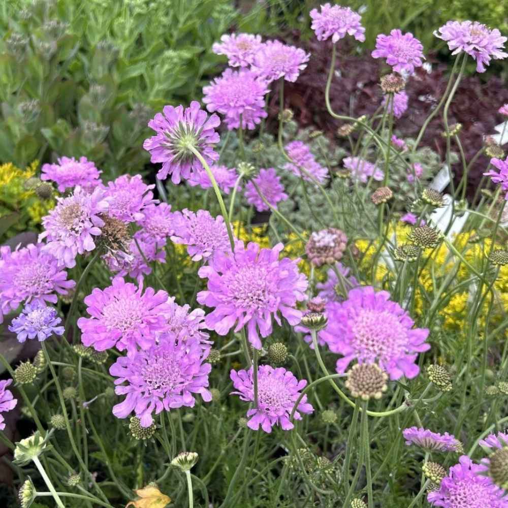 Dueskabiose, SCABIOSA columbaria 'Pink Mist' - 1 L potte