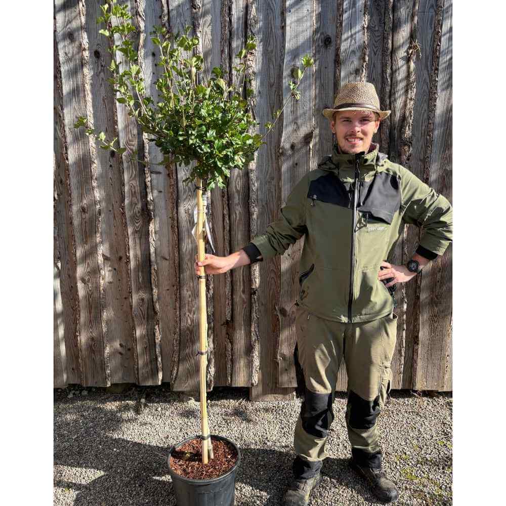 Dværgsyren, Syringa meyeri 'Palibin' opstammet, 120 cm stamme, 18 cm potte