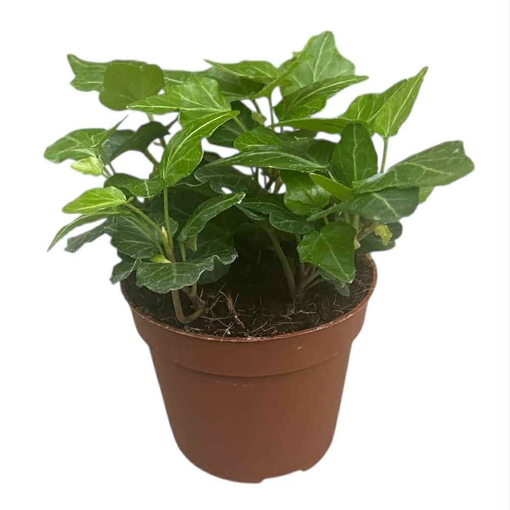 Efeu, Hedera helix 'Wonder'