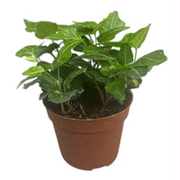 Stueplanter til skygge