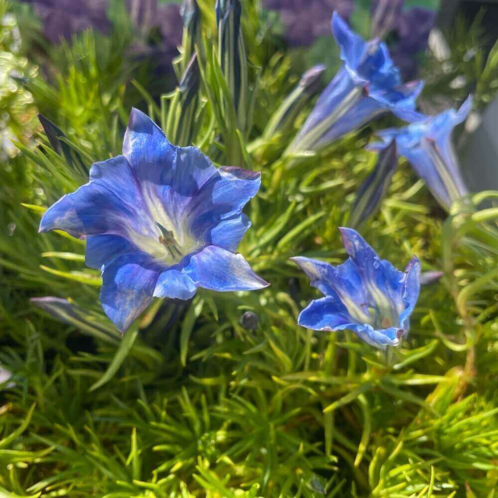 Efterårsensian – 'Gentiana sinoornata' (10 cm potte)