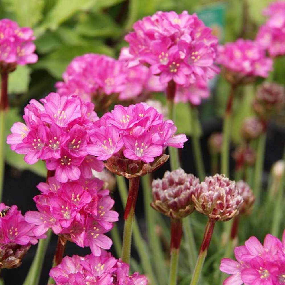 Engelsk græs, ARMERIA mar. Düsseldorfer Stolz - 10 cm Potte