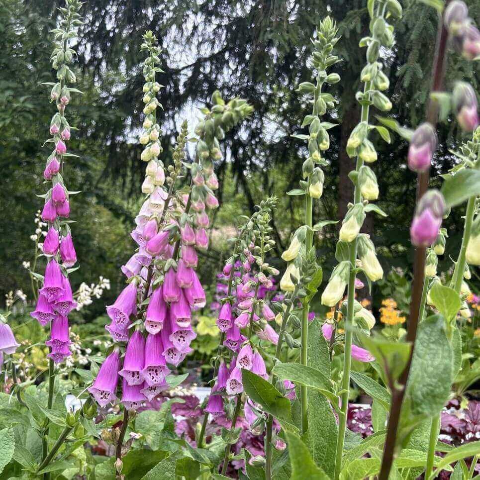 Fingerbøl, DIGITALIS pur. 'Gloxiniiflora' i 1 L potte.