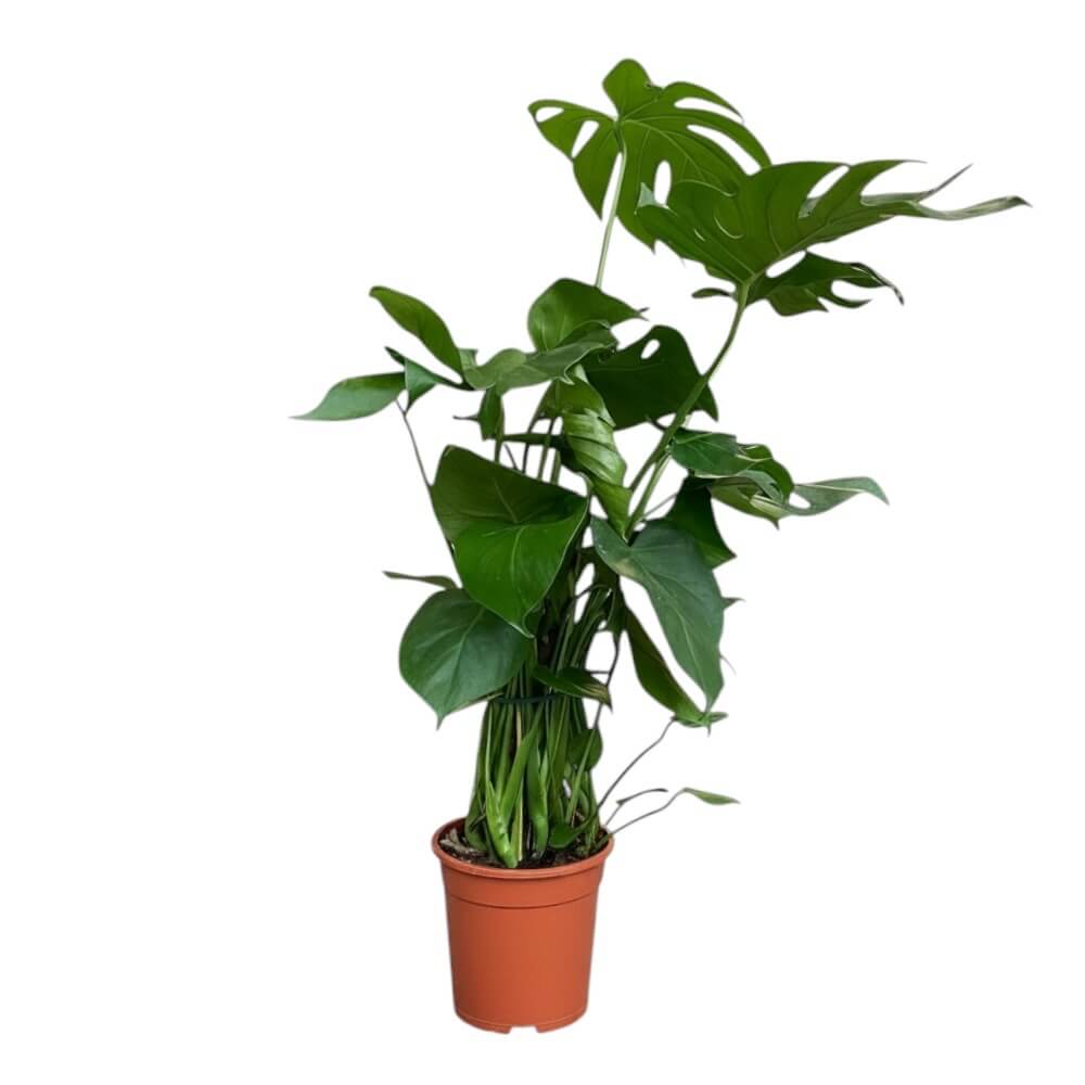 fingerphilodendron monstera deliciosa Fingerphilodendron, monstera med mosstok – 19 cm potte