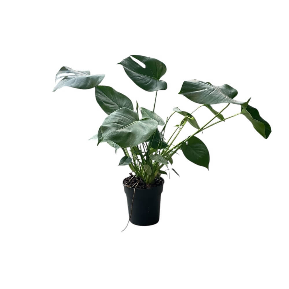 Fingerphilodendron, Monstera deliciosa bush - 19 cm potte