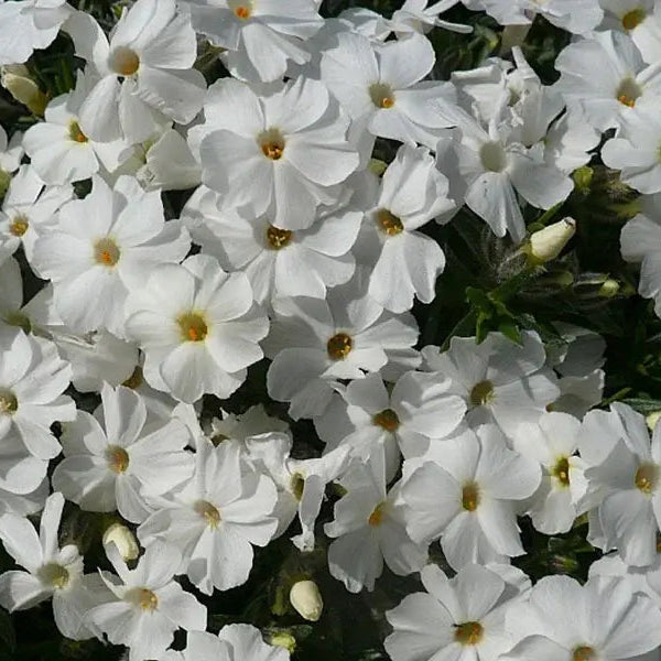 Floks, PHLOX douglasii 'White Admiral' i 10 cm potte.