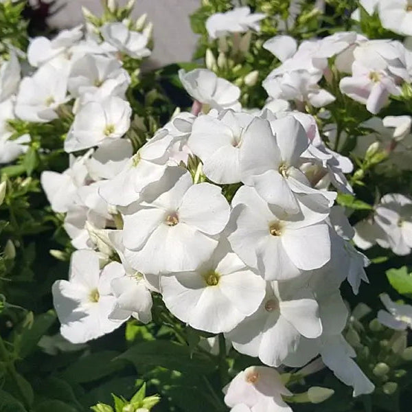 Floks, PHLOX pani. Adessa® White i 1 L potte