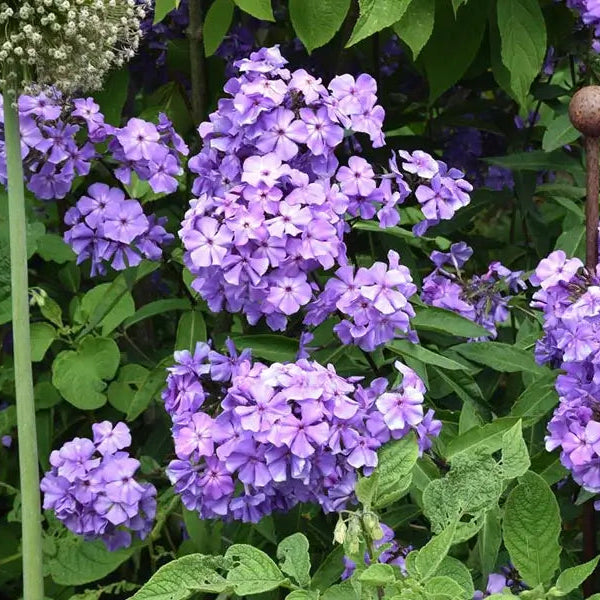 Floks, PHLOX pani. Blue Paradise i 1 L potte.