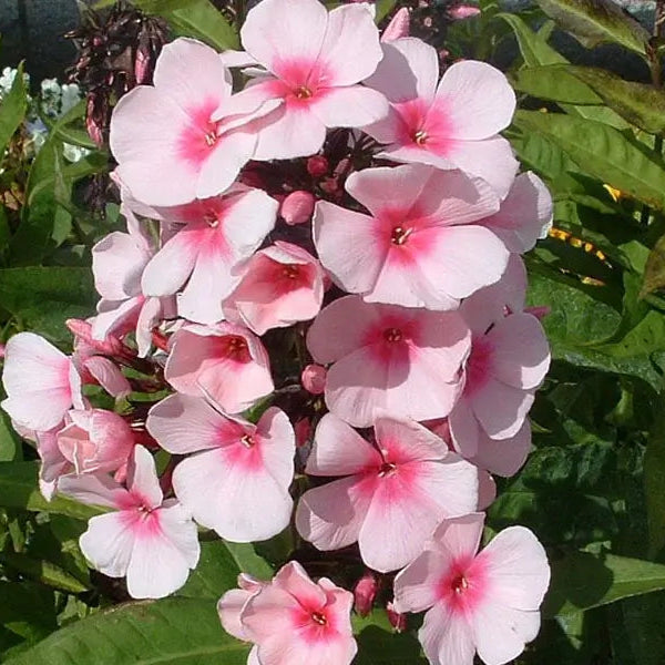 Floks, PHLOX pani. 'Bright Eyes' i 1 L potte