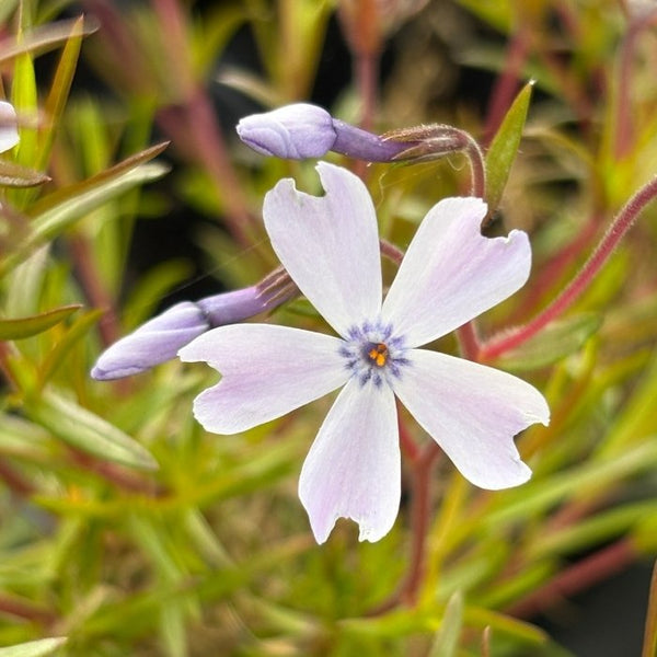 Floks, PHLOX sub. 'Emerald Cushion Blue' 10 cm Potte