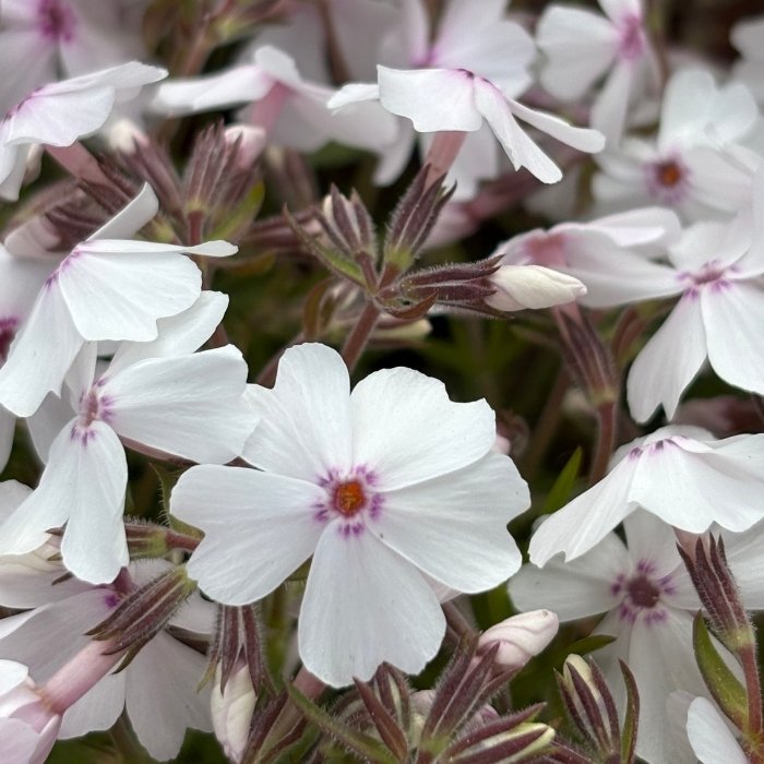 Floks, PHLOX sub. Amazing Grace 