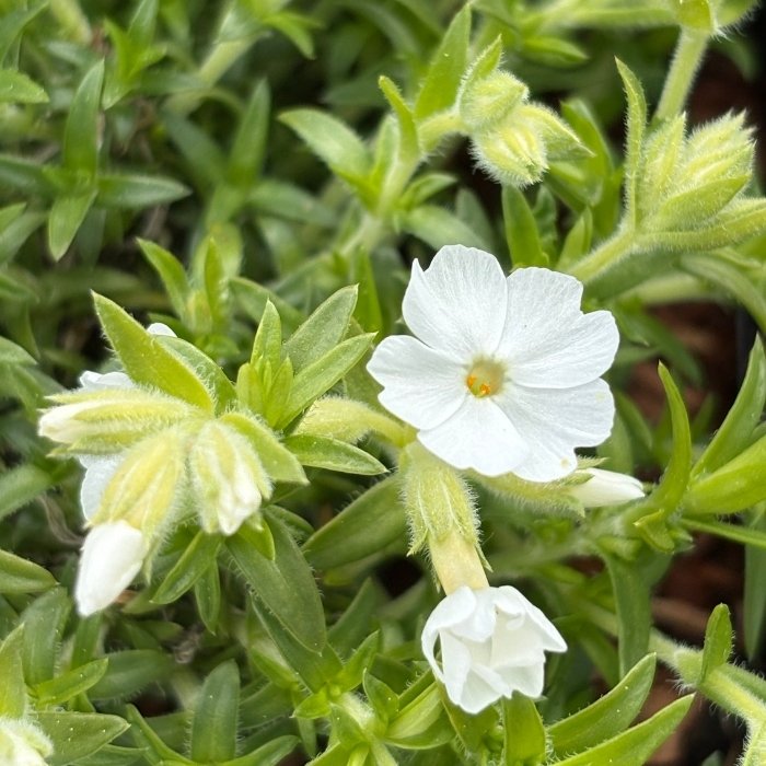 PHLOX sub. 'Maischnee' 