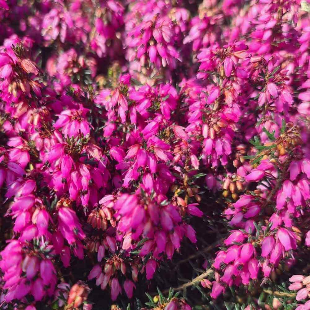 Forårslyng, Erica carnea 'Wintersonne' - 13 cm potte
