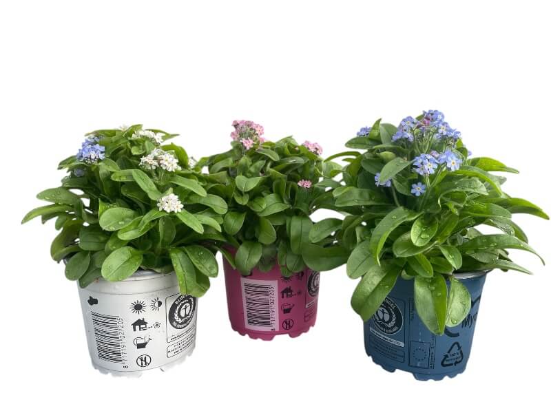 Forglemmigej, Myosotis plante til haven, perfekt til dekorative formål.