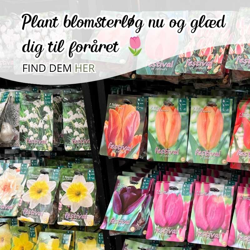 plant blomsterløg og glæd dig 
