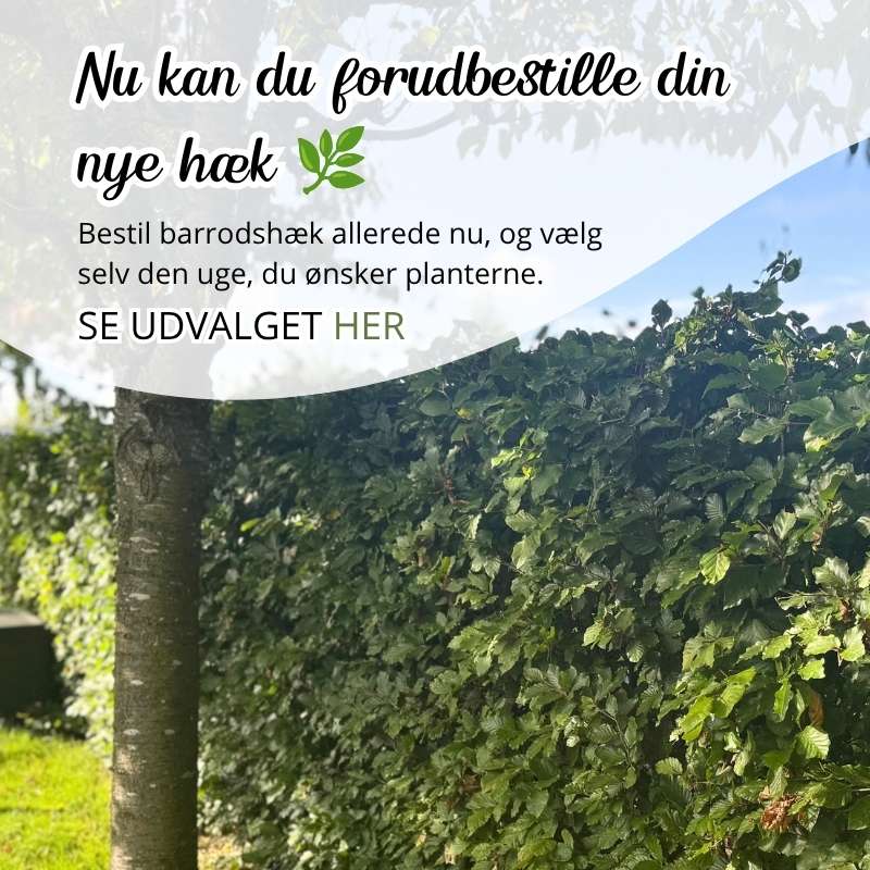 Barrods hækplanter til forudbestilling nu