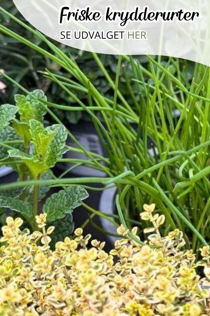 Krydderurter til haven