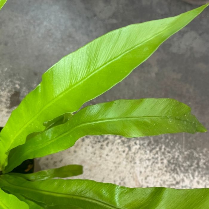 Fugleredebregne (Asplenium antiquum), 11 cm potte