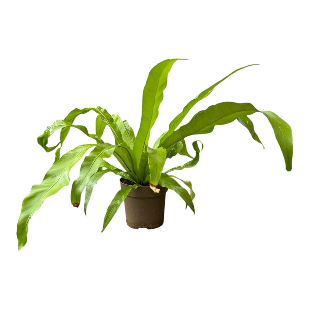 Fugleredebregne (Asplenium antiquum), 11 cm potte