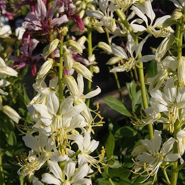 Gasplante, Moses’ brændende busk, DICTAMNUS albus Albiflorus - 1 L Potte