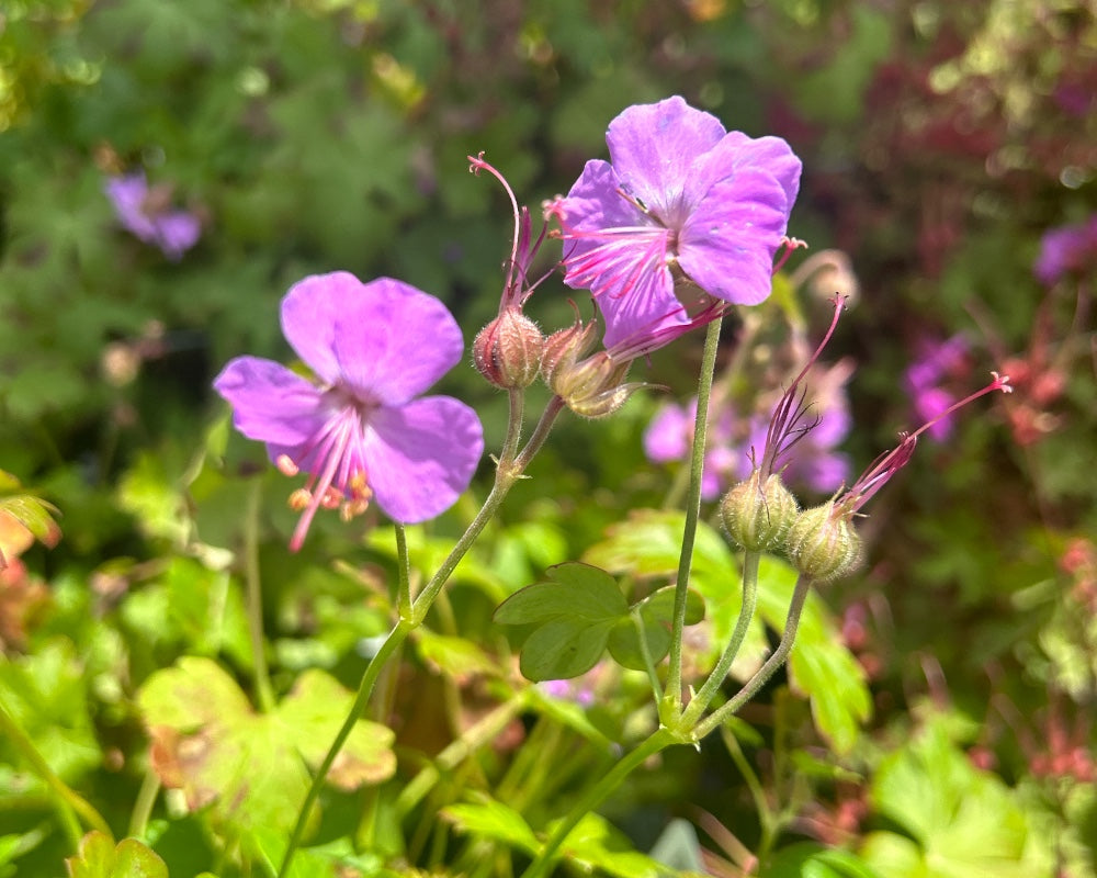 Storkenæb, GERANIUM cantab. Cambridge i 10 cm potte.