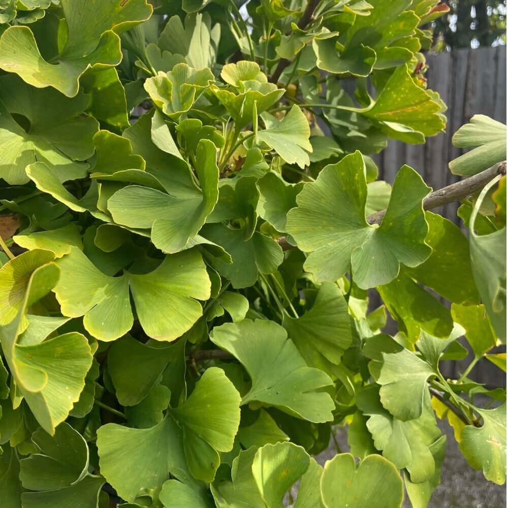 Ginkgo Biloba 'Mariken' 120Cm/2J - 7,5 cm potte