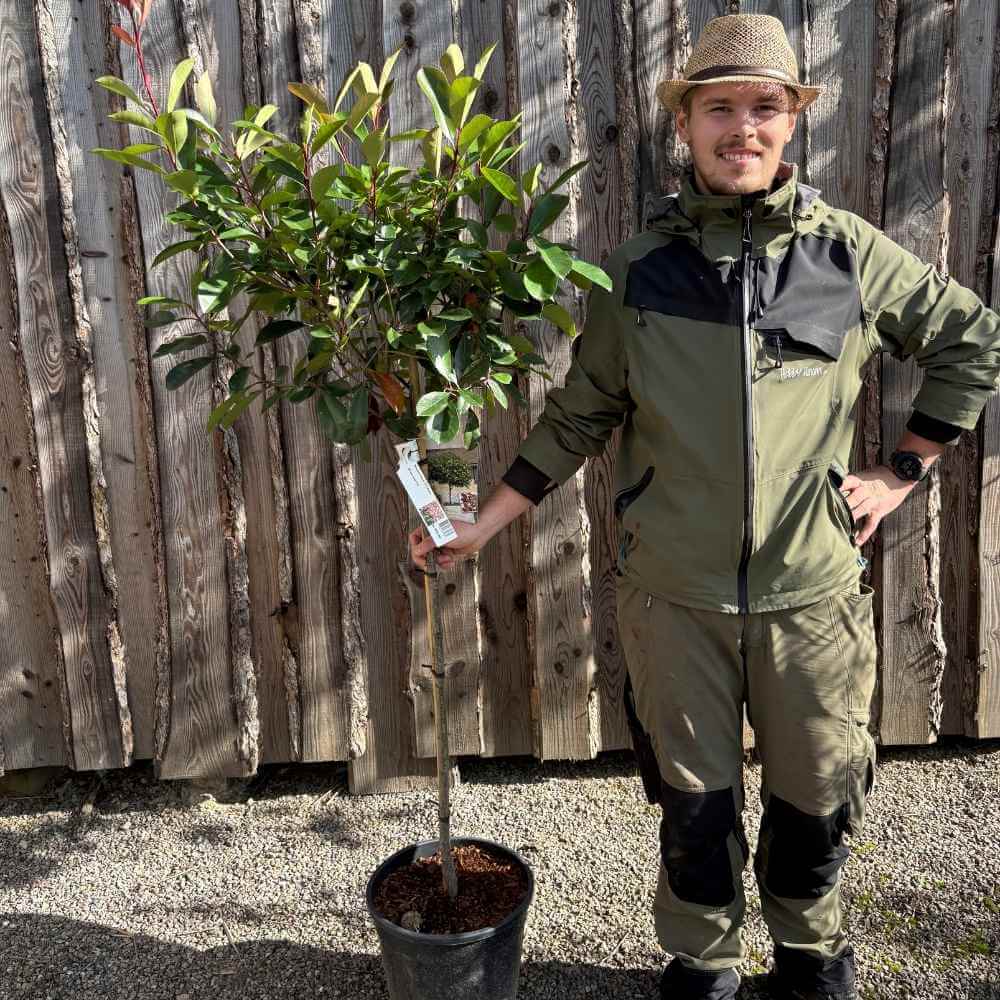 Glansmispel, Photinia fraseri 'Red Robin' - opstammet med 90 cm stamme i potte