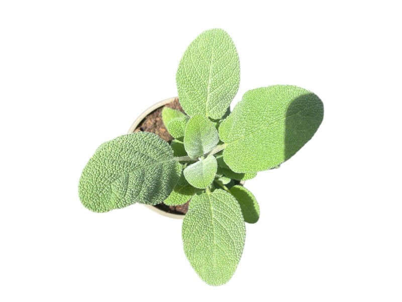 Grøn salvie, Salvia officinalis i 12 cm potte.