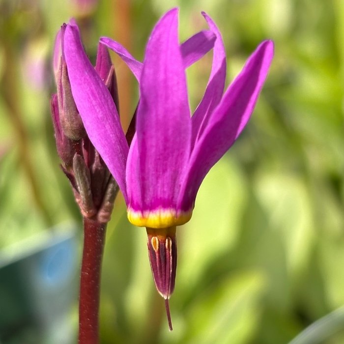 Gudeblomst, Dodecatheon meadia – 10 cm potte