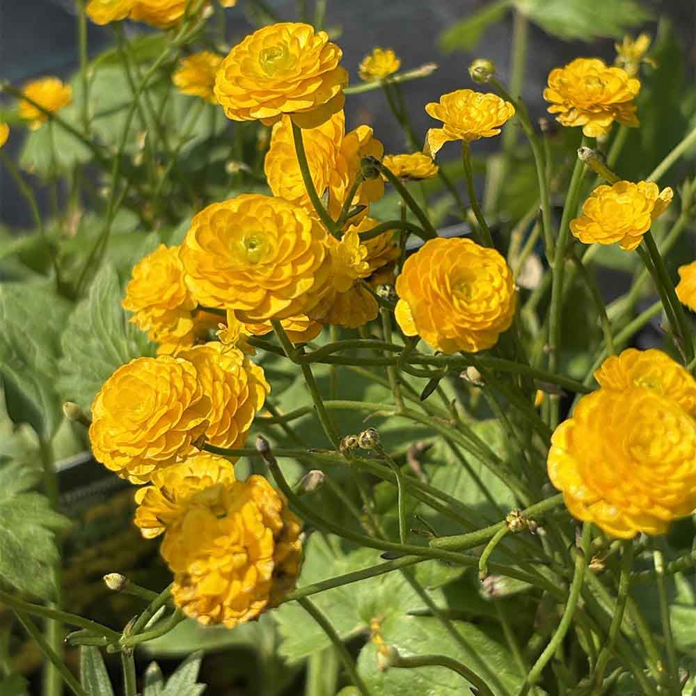 Guldknap, RANUNCULUS acris ´Multiplex´ - 1L potte