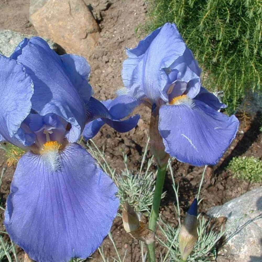 Haveiris, IRIS germanica 'Blue Rhythm'  1 L Potte