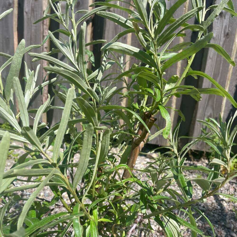 Havtorn (hunplante) til at plante i haven af navnet Hippophaë ´Sirola´ - i 5 L Potte