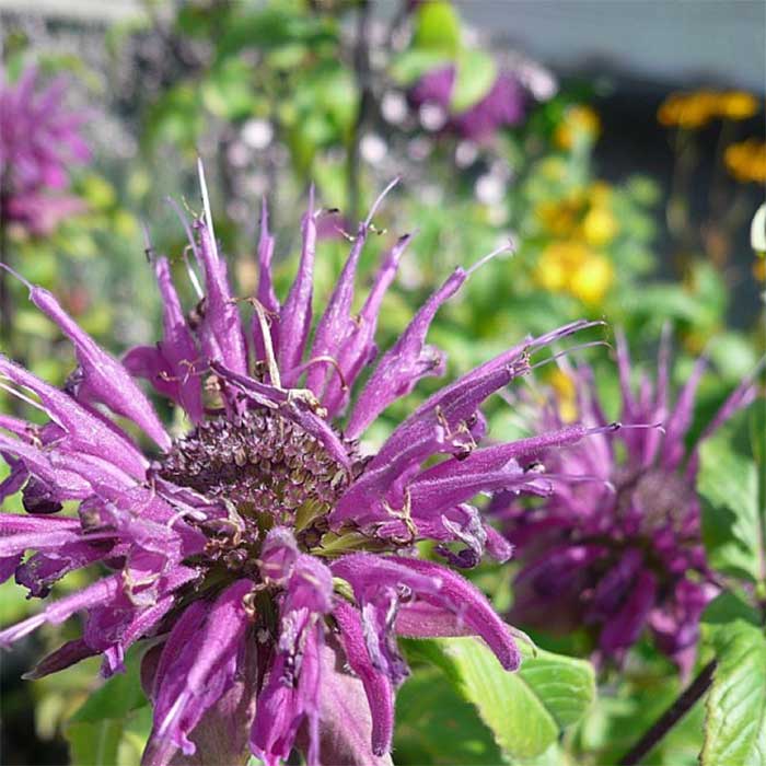 Hestemynte, MONARDA hybrid 'Blaustrumpf'  1 L Potte