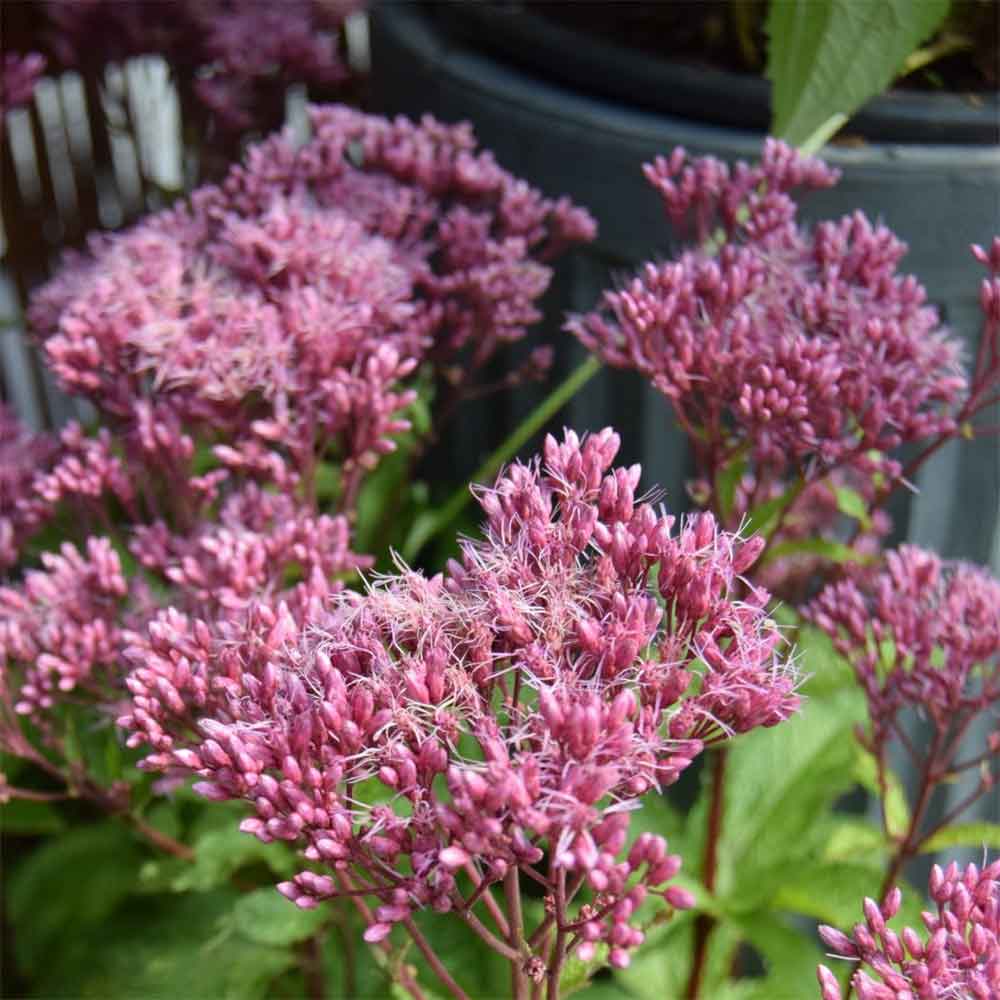 Hjortetrøst, EUPATORIUM dubium Baby Joe - 1 L Potte