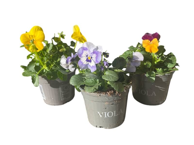 Hornviol, VIOLA CORNUTA 'TIGER EYE' assorteret - 1 stk.