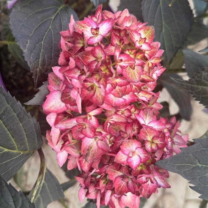 Havehortensia, Hydrangea m. 'Eclipse' purple