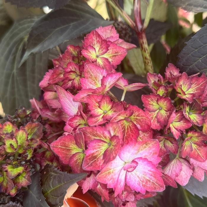 Havehortensia, Hydrangea m. 'Eclipse' purple