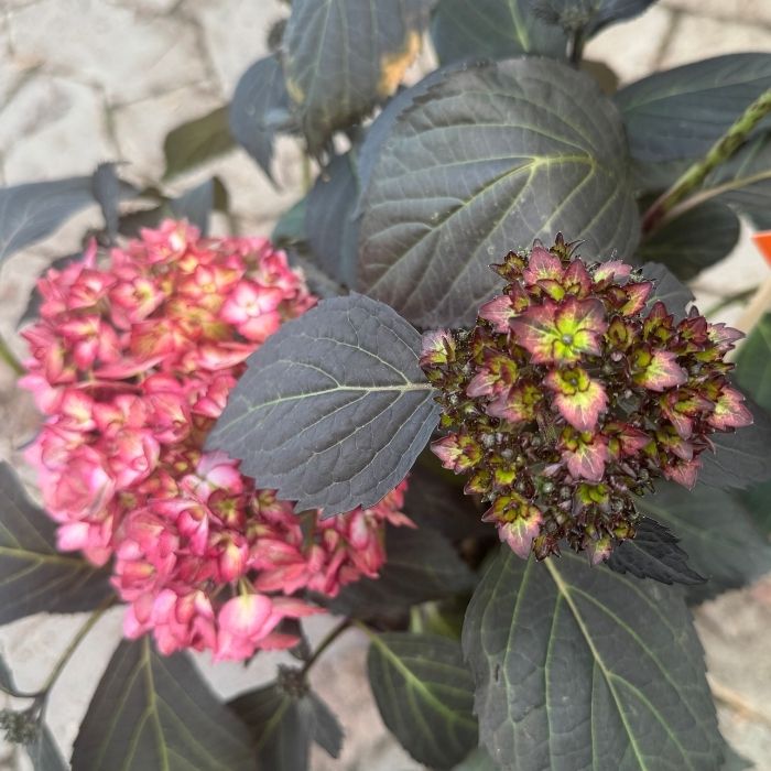 Havehortensia, Hydrangea m. 'Eclipse' purple
