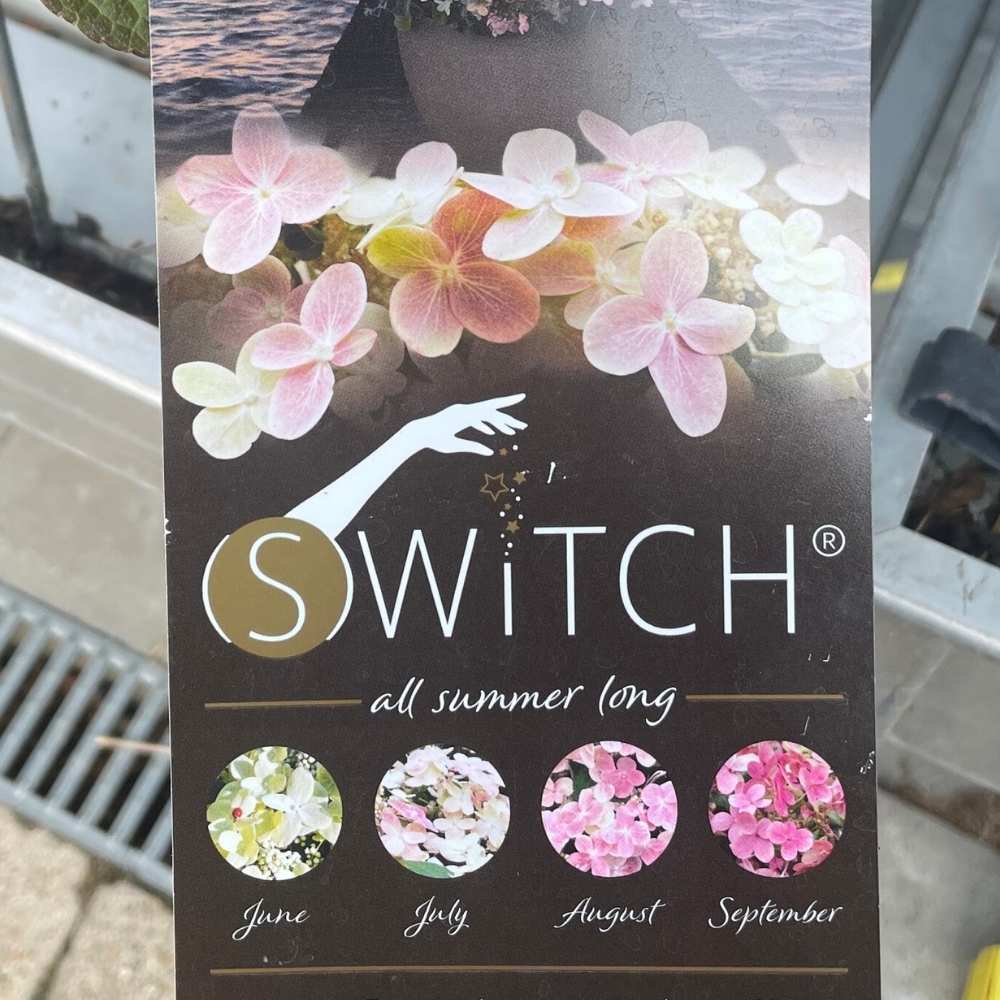 Hortensia 'Switch' skiftende farver over sommeren
